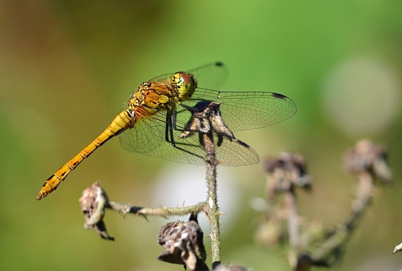 Ruddy Darter - Dragonflies and damselflies