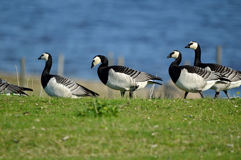 Barnacle Geese - Estonia