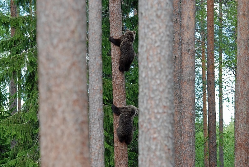 Brown Bear - North Finland and north Norway - May and June 2009