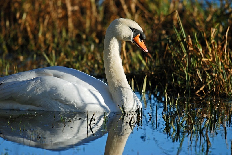 Mute Swan - Mute Swans