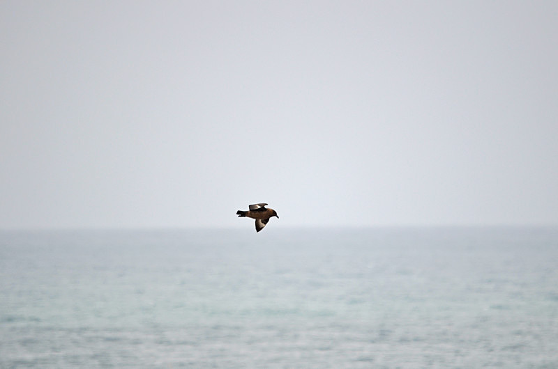 Great Skua - North east Iceland