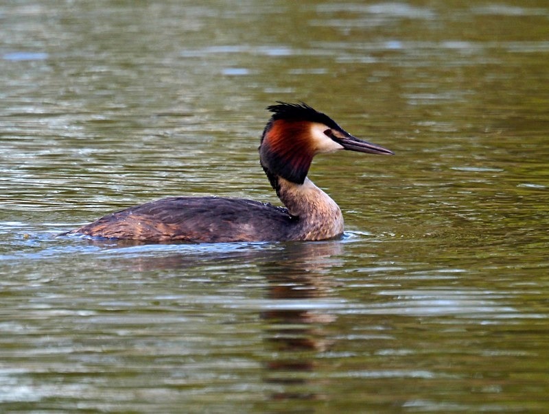 Great Crested Grebe - Grebes
