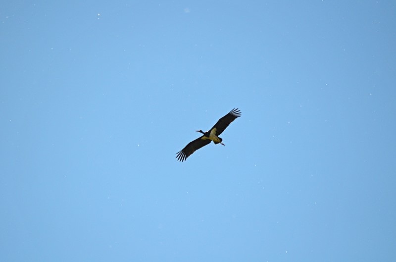 Black Stork - Slovakia