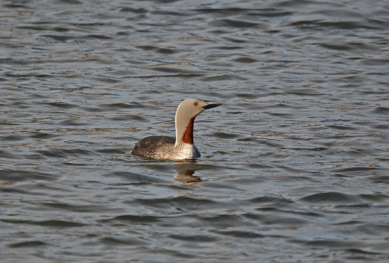 Red-throated Diver - Snæfellsnes peninsula