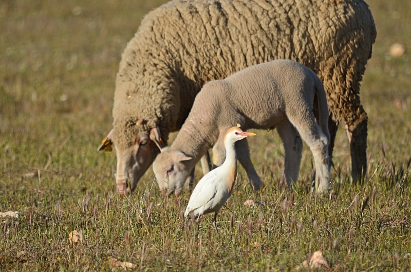 Cattle Egret - South and west Spain - April and May 2012