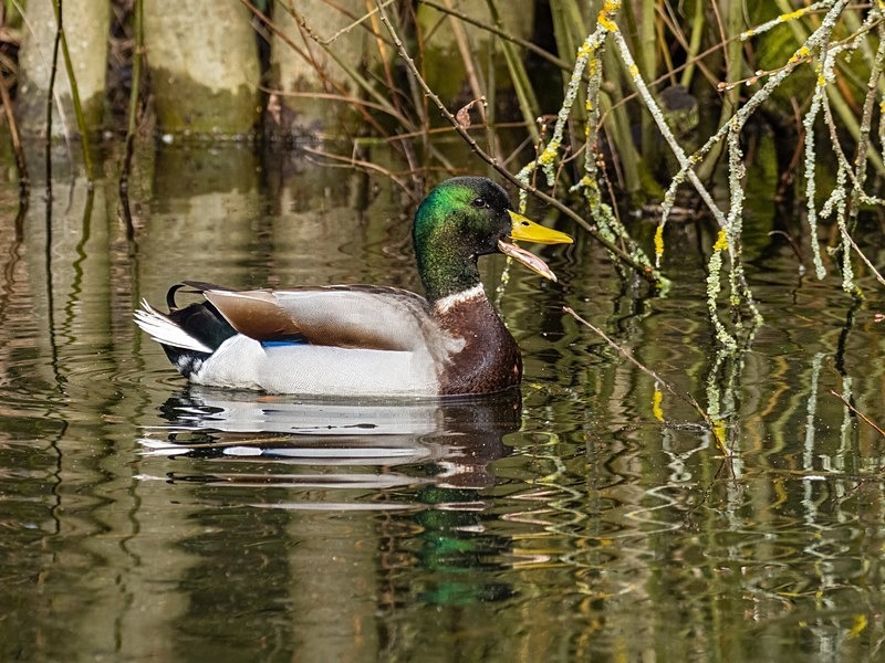 Mallard - Dabbling ducks