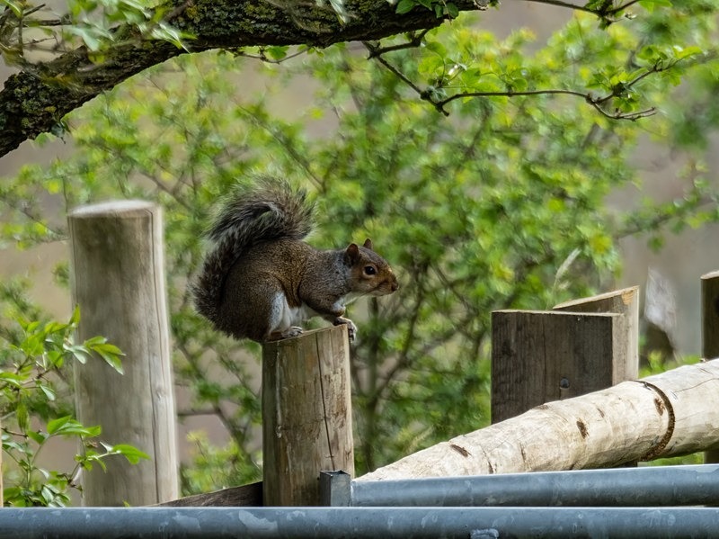 Grey Squirrel - Grey Squirrels