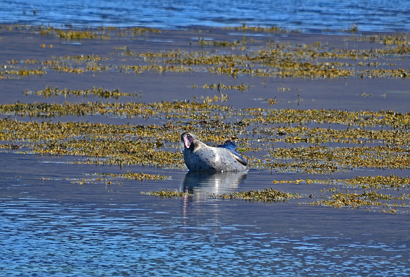 Common Seal - Westfjords
