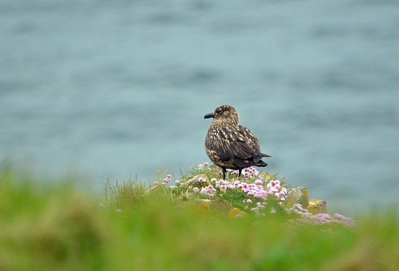 Great Skua - Skuas and shearwaters