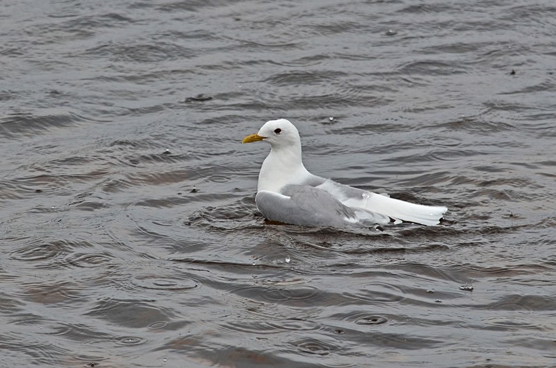 Common Gull - Gulls