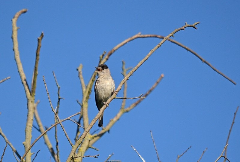 Blackcap - Warblers