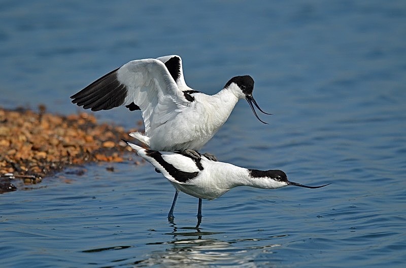 April 2017 - Avocets - Photos of the month