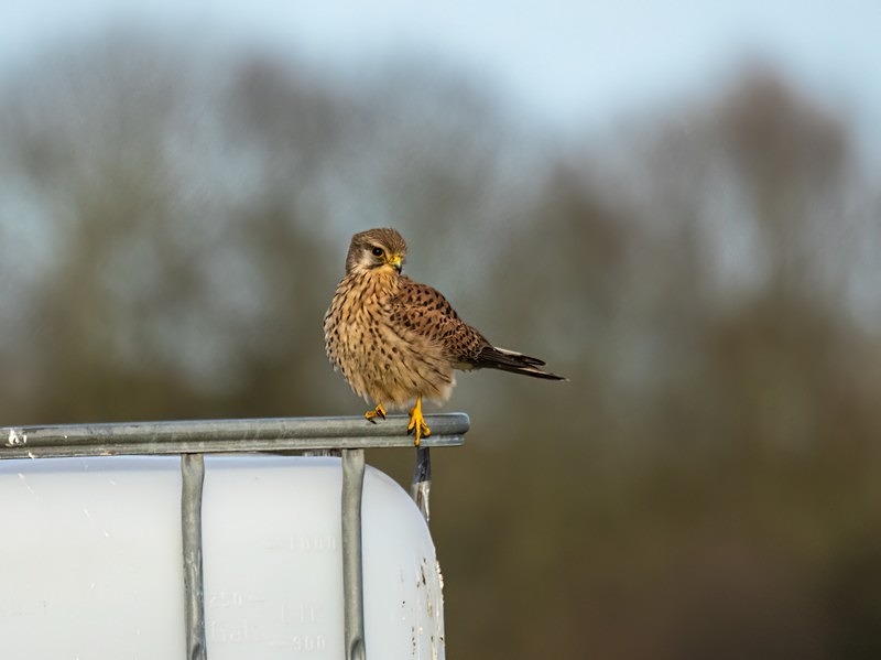 Kestrel - Birds of prey