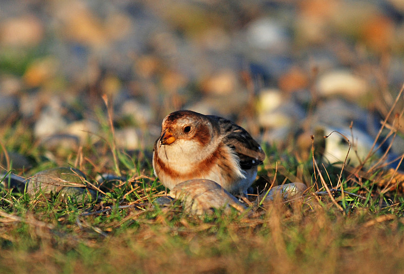 Snow Bunting - Buntings