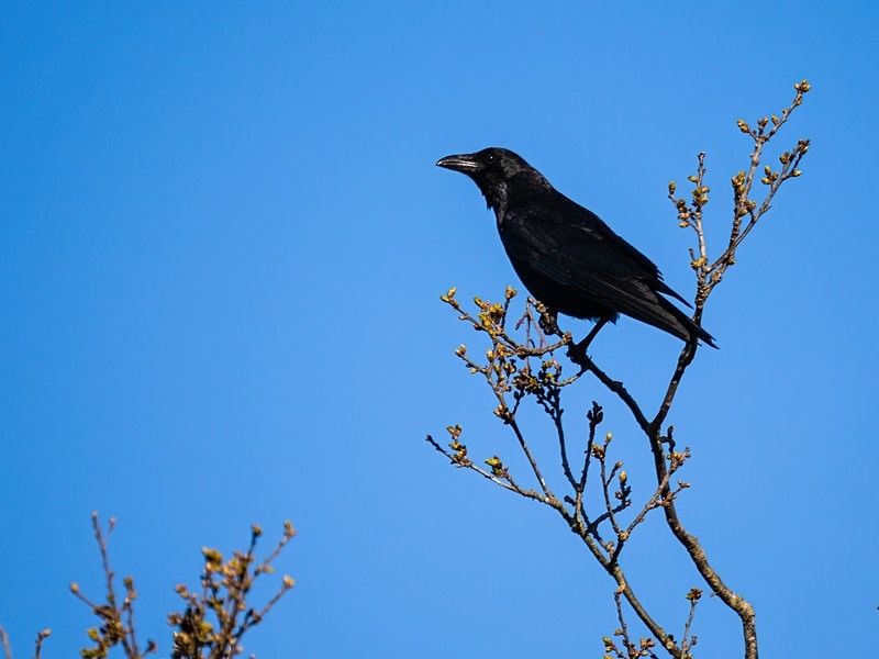 Carrion Crow - Crows