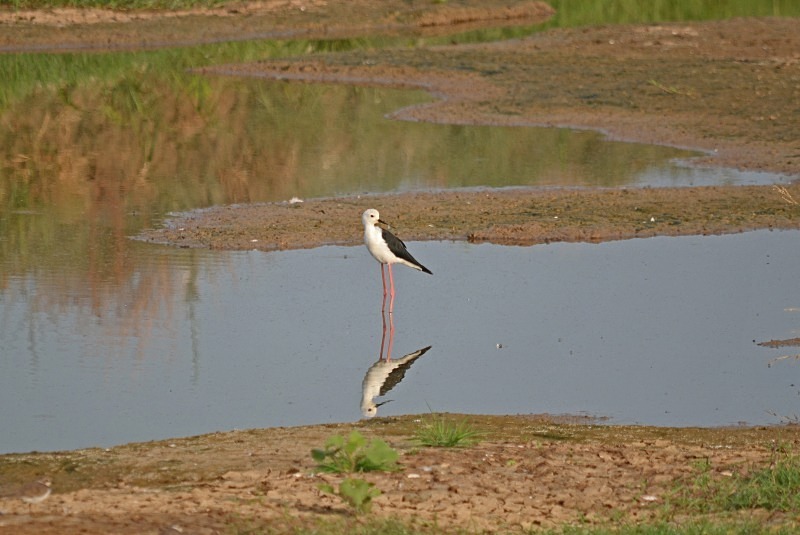Black-winged Stilt - South Spain - September 2013