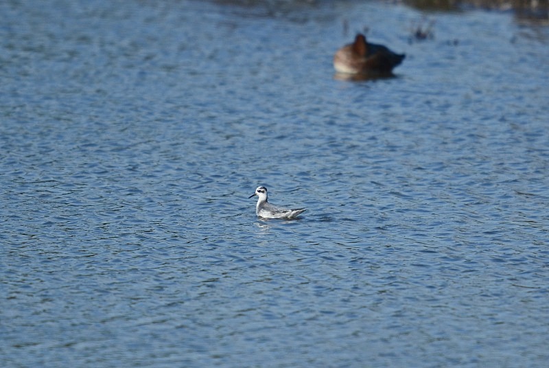 Grey Phalarope - Phalaropes