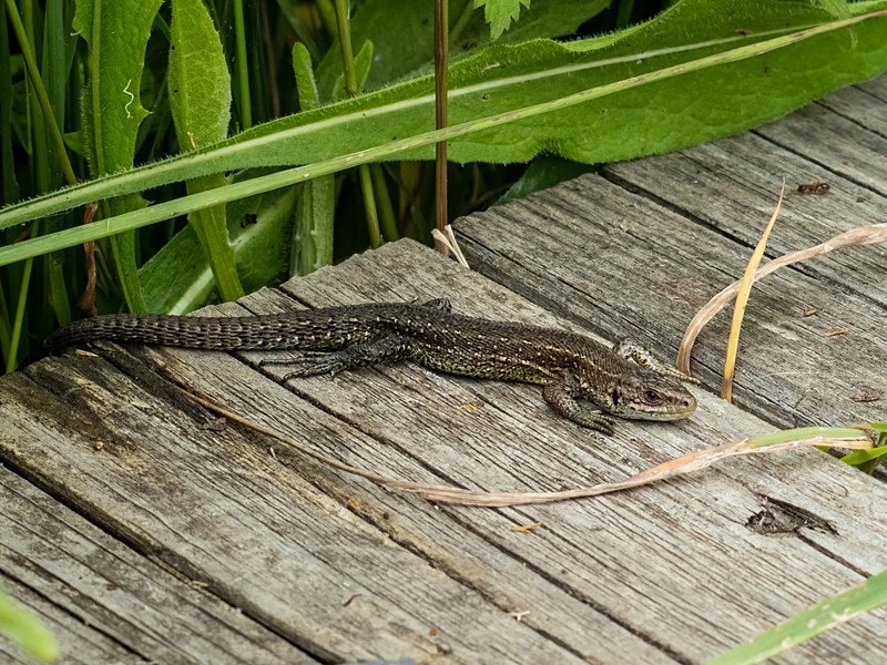 Common Lizard - Lizards