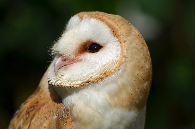 Barn Owl - Barn Owl