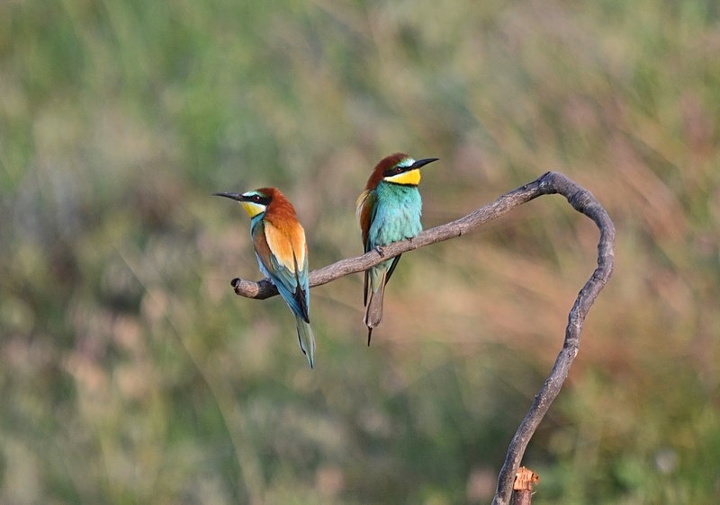 European Bee-eaters - Bulgaria