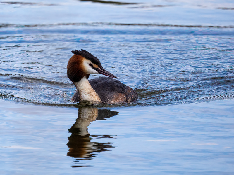 Great Crested Grebe - Latest photos