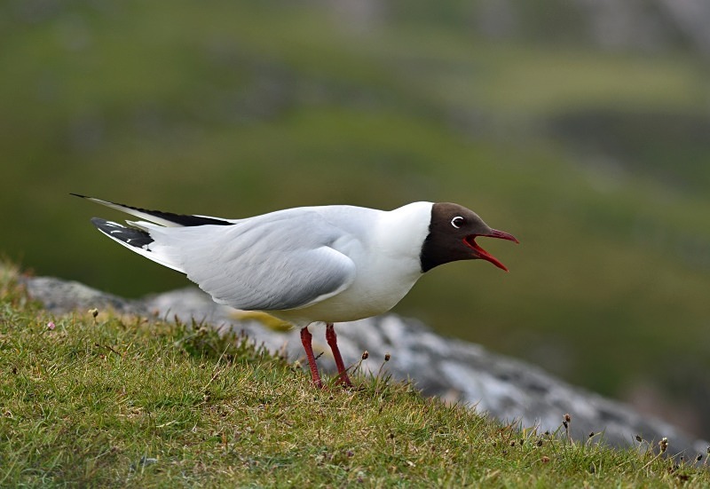 Black-headed Gull - Gulls