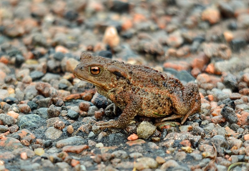 Common Toad - Frogs and toads