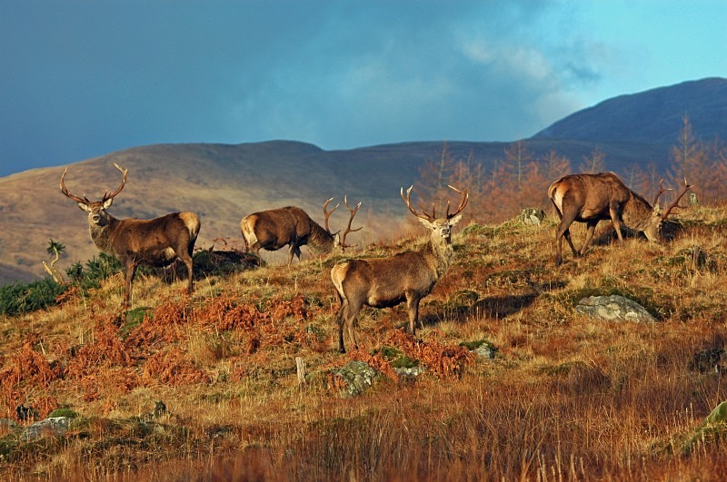 Red Deer - Red Deer