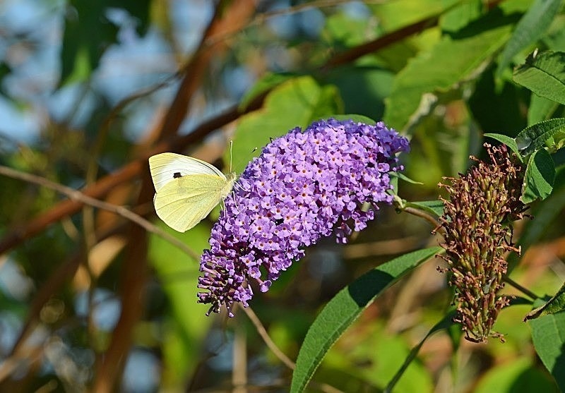Small White - Butterflies