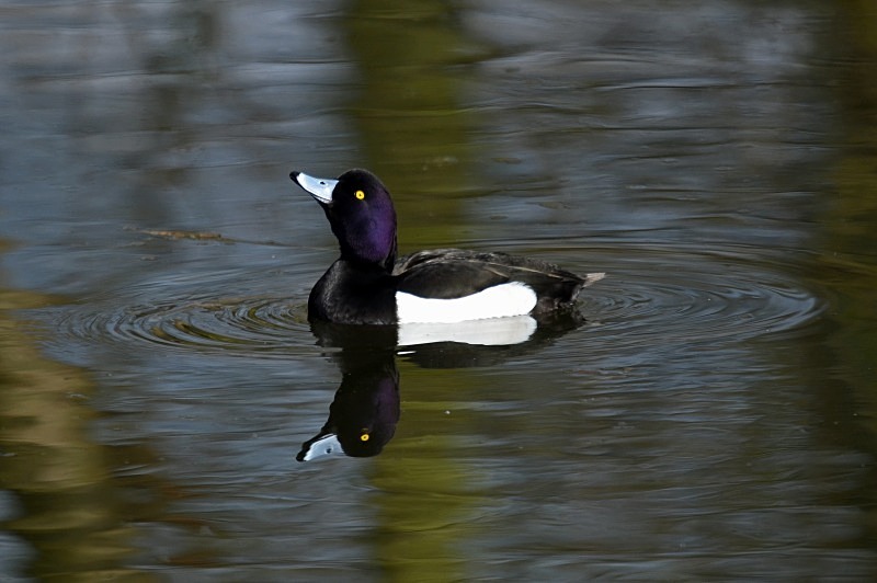 Tufted Duck - Diving ducks