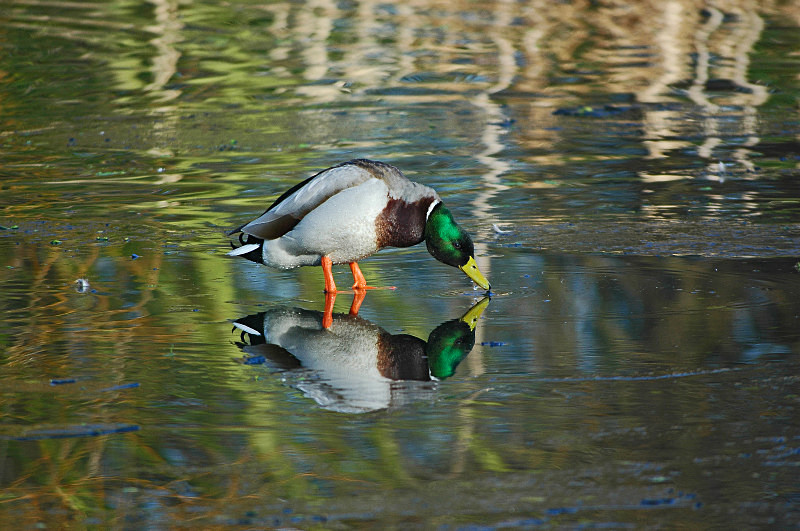 Mallard - Dabbling ducks