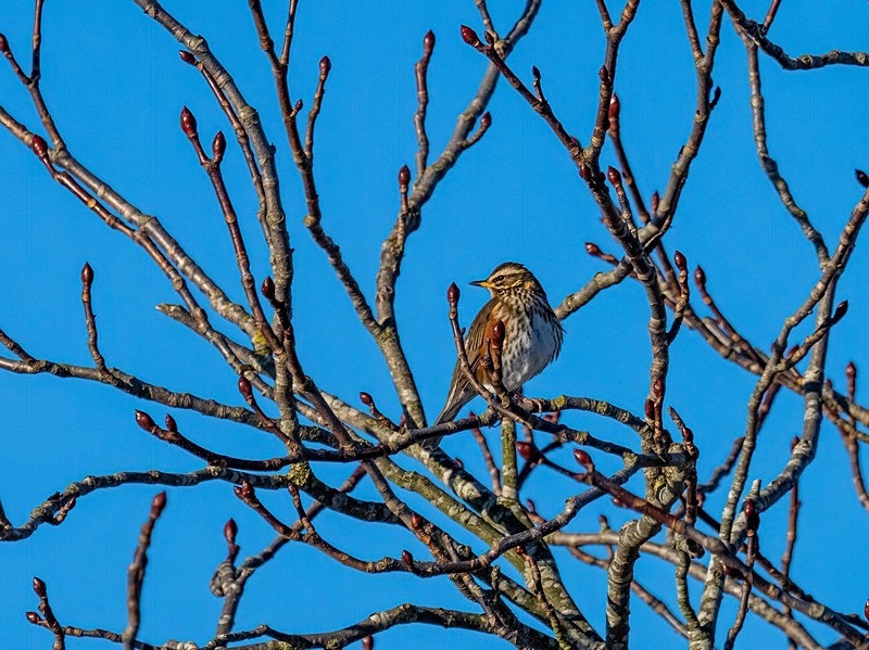 Redwing - Thrushes