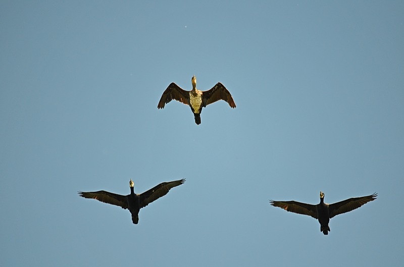Cormorants - Hungary