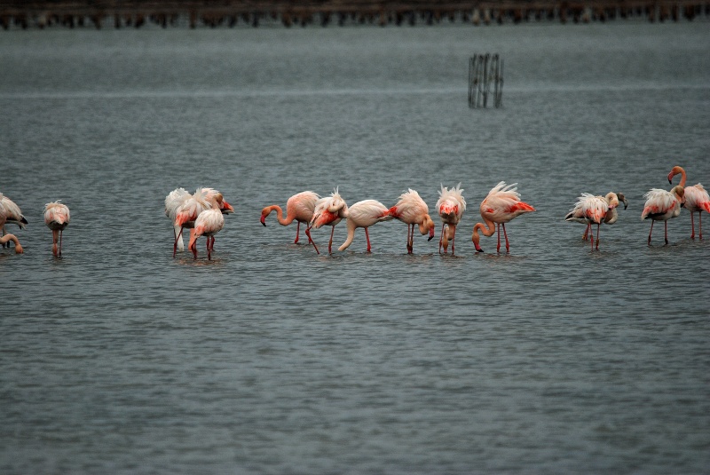 Greater Flamingos - Catalunya