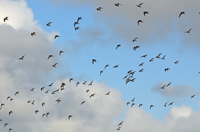 Golden Plovers - Plovers