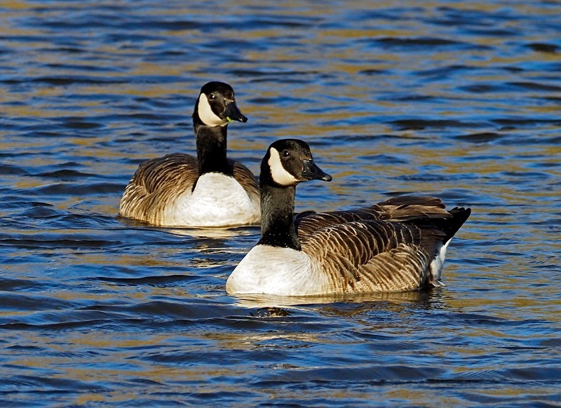 Canada Geese - Black geese