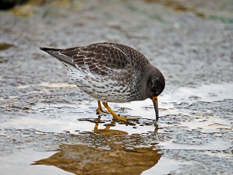 Purple Sandpiper - Sandpipers