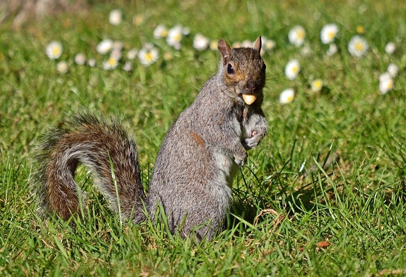 Grey Squirrel