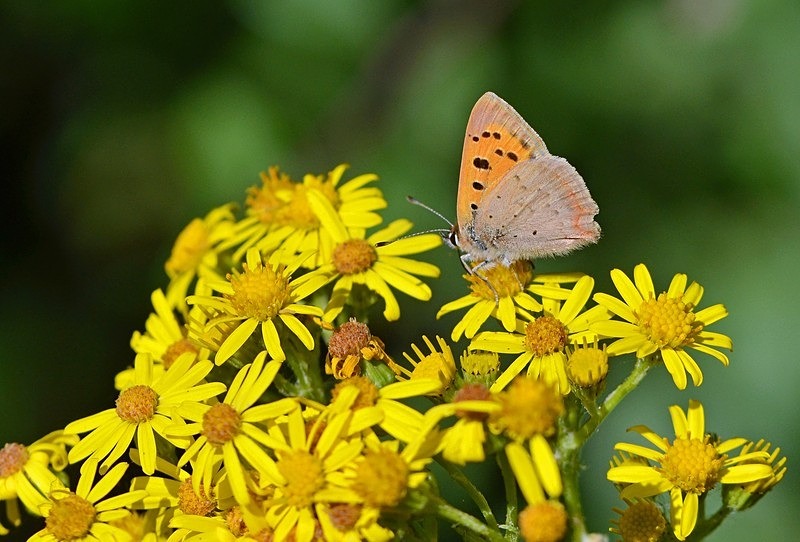Small Copper - Butterflies