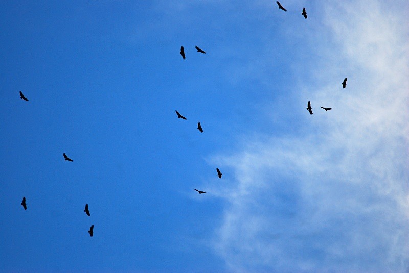 Griffon Vultures - South and north west Spain - September 2010
