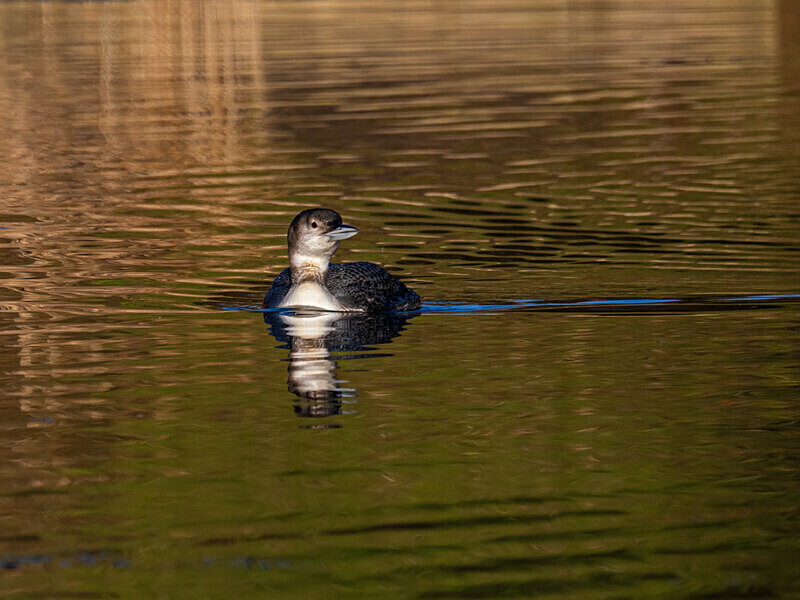 Great Northern Diver - Latest photos