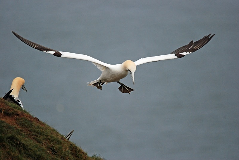 Gannet - Gannets