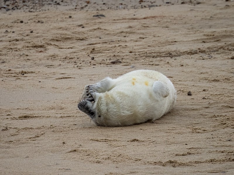 Atlantic Grey Seal - Atlantic Grey Seals