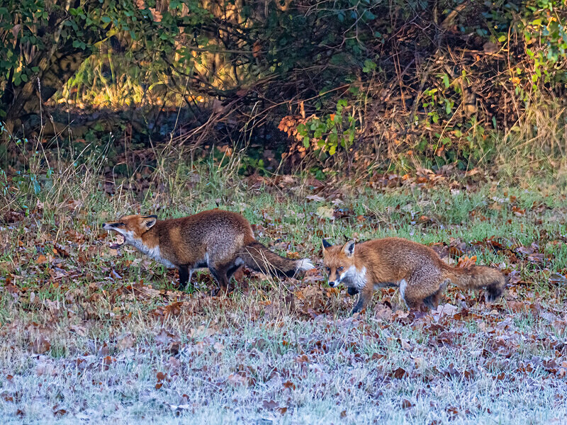 Red Foxes - Latest photos