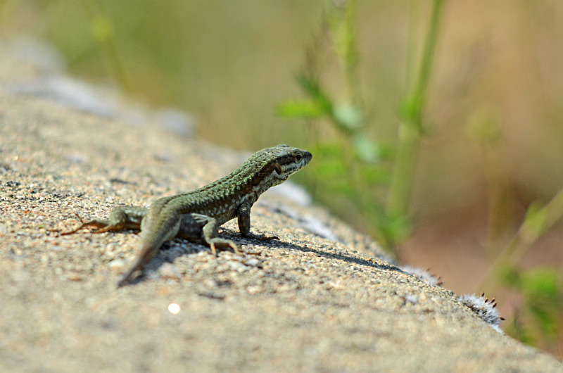 Common Wall Lizard - West Macedonia