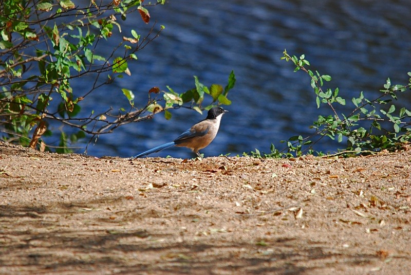 Azure-winged Magpie - South and north west Spain - September 2010
