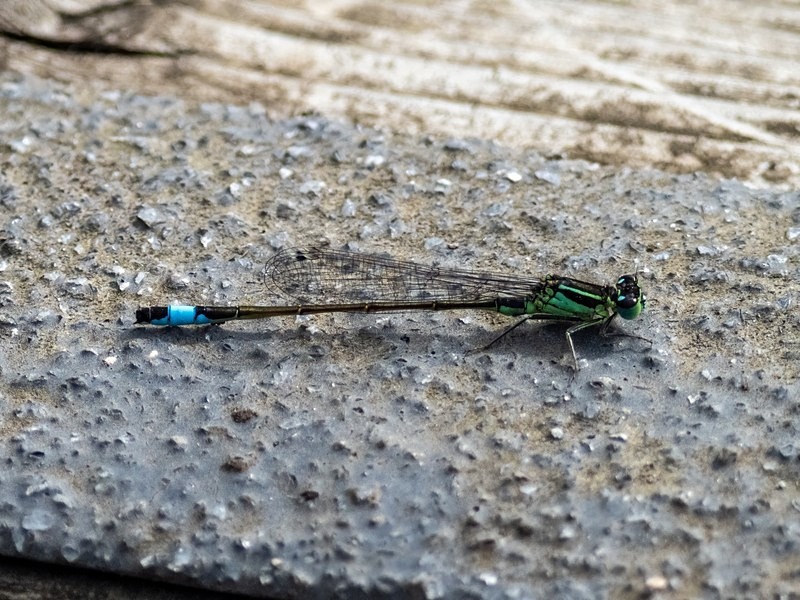 Blue-tailed Damselfly - Dragonflies and damselflies