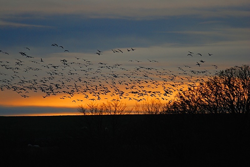 Barnacle Geese - Black geese