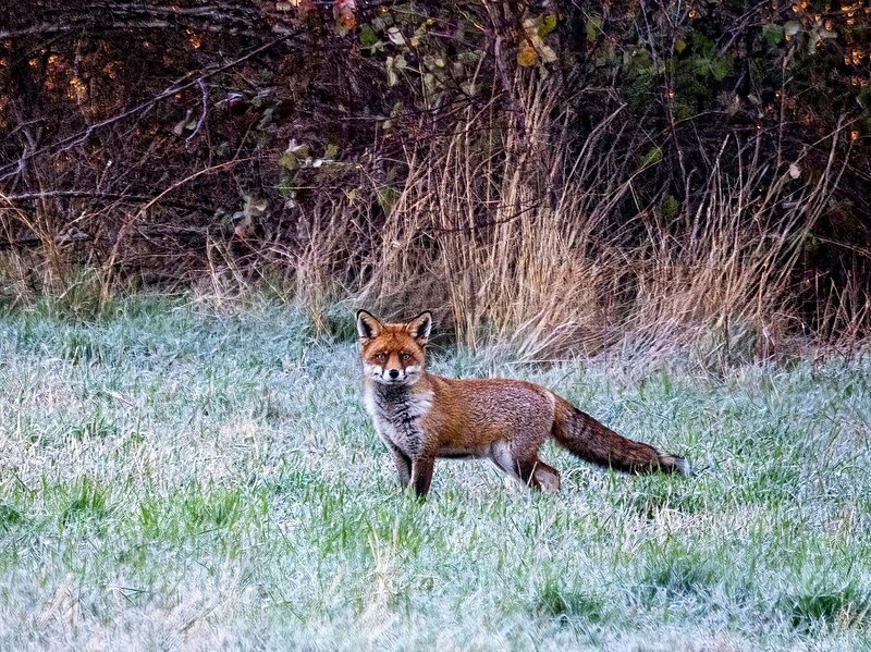 Red Fox - Latest photos