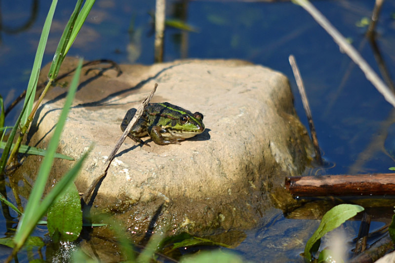 Marsh Frog - Central Macedonia
